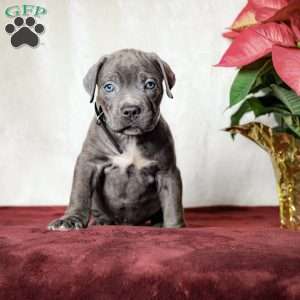 Easton, Cane Corso Puppy